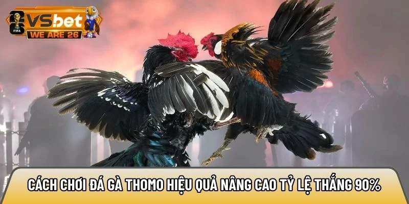 Cách chơi đá gà Thomo hiệu quả nâng cao tỷ lệ thắng 90% 7 Cách chơi đá gà Thomo